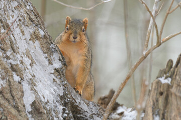 A squirrel in a tree with snow with a winter background.