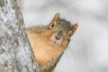 A squirrel in a tree with snow with a winter background.