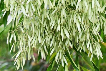 Fraxinus griffithii (Griffith's ash) Samaras.
Oleaceae evergreen tree native to Southeast Asia. It blooms small white flowers in summer and produces samara in early fall.