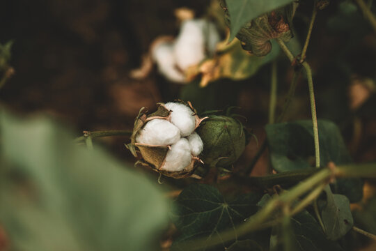 Opened White Cotton Flower And Closed Green Cotton Flower. Cotton Farm. Wind Blowing In The Cotton Field. Green Cotton Field. Slow Motion. Cotton Farm, A Woman Picking Cotton Flowers. A Woman Picking 