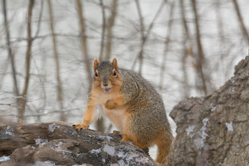 A squirrel in a tree with snow with a winter background.