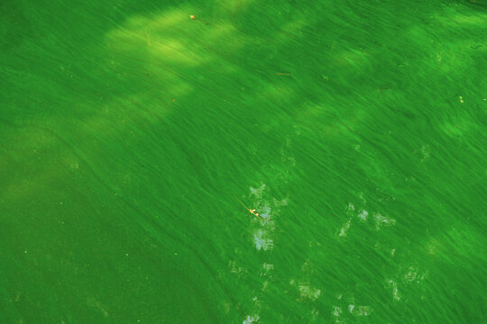 Mass deaths of fish. Greening of river water. The problem of water bloom