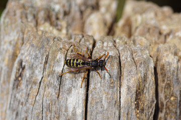 Closeup European paper wasp (Polistes dominula), subfamily Polistinae, family Vespidae. On a weathered wooden post. Late summer, September, Netherlands.                           