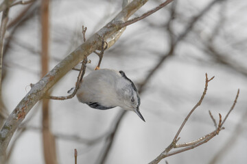 A woodpecker bird perched on a branch with a winter background.
