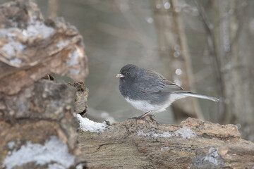 A sparrow bird perched on a branch with a winter background.
