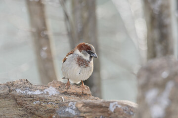A sparrow bird perched on a branch with a winter background.