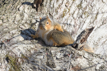 A squirrel in a tree with snow with a winter background.