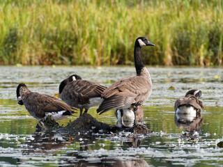 Obraz premium Canada geese preening