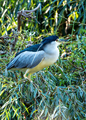 Adult Black-crowned Night Heron (Nycticorax nycticorax) in San Francisco