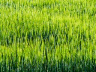 Green agriculture field with green wheat. Farming and agriculture theme. Warm sunny day. Nobody. Rural area. Food supply chain. Growing food.