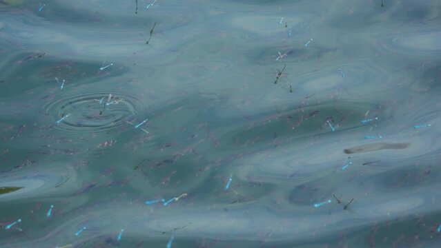 Dragonflies fly above the lake with fish in it. Slow motion. 