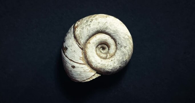 Spinning snail gastropod shell macro