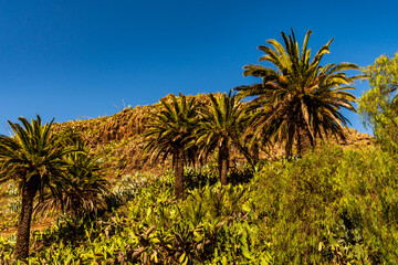 Fototapeta na wymiar Paisaje en la Isla de la Gomera.