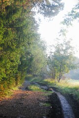 Naklejka premium morning in the woods