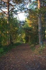 path in autumn forest