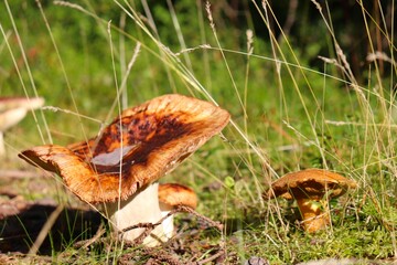 mushroom in the grass
