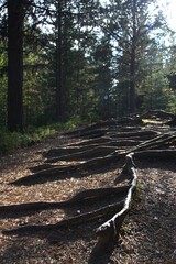 footpath in the woods