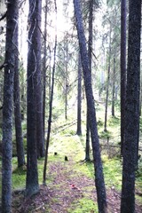 Fototapeta premium footpath in the woods