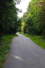 Fototapeta premium road in the forest