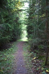 footpath in the woods