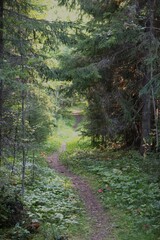 footpath in the woods