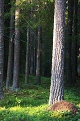forest in autumn