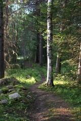 footpath in the woods