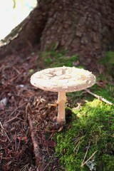 Wild mushroom grows in moss. Mushroom from Scandinavia.
