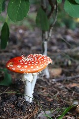 Wild mushroom grows in moss. Mushroom from Scandinavia.
