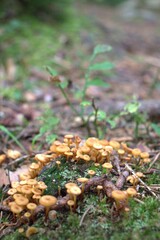 mushrooms in the grass