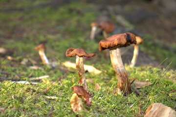 mushroom in the grass