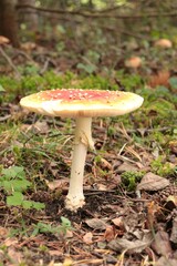 Wild mushroom grows in moss. Mushroom from Scandinavia.
