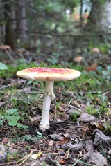 Wild mushroom grows in moss. Mushroom from Scandinavia.

