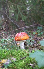 Wild mushroom grows in moss. Mushroom from Scandinavia.
