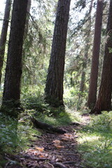 footpath in the woods