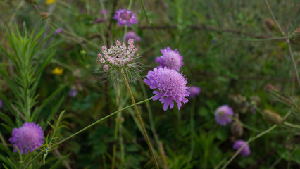 Roccaforzata [TA], Campagna, Scabiosa atropurpurea di bosco, Fiori solitari lila o porporini, con brattee involucrali lunghe come i fiori.
