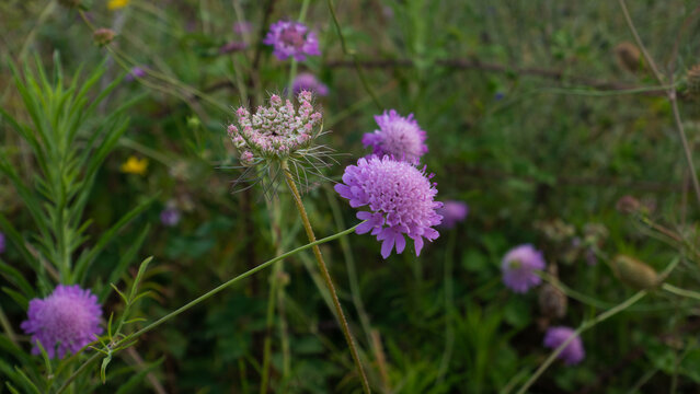 Roccaforzata [TA], Campagna, Scabiosa atropurpurea di bosco, Fiori solitari lila o porporini, con brattee involucrali lunghe come i fiori.