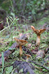 Mushrooms from Scandinavian forests among pines and grasses.