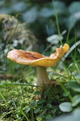Mushrooms from Scandinavian forests among pines and grasses.