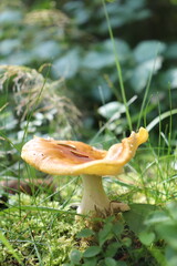 Mushrooms from Scandinavian forests among pines and grasses.