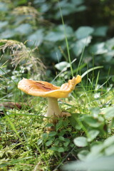 Mushrooms from Scandinavian forests among pines and grasses.