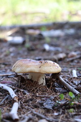 Mushrooms from Scandinavian forests among pines and grasses.