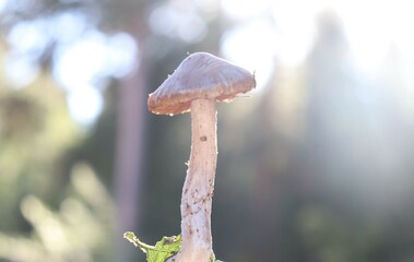 Mushrooms from Scandinavian forests among pines and grasses.