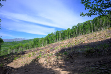 Fototapeta na wymiar Monte north of Extremadura controlled felling of trees in mount Castañar Gallego