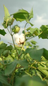 White open cotton flower and green closed cotton flower.Opened cotton flower and closed cotton flower in the hands of a woman. Cotton farm. Cotton flower. Close view