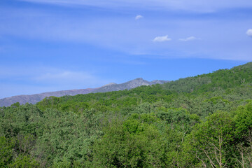 Fototapeta na wymiar Monte north of Extremadura green Gallego chestnut tree with blue sky mountains in the background