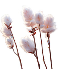 Close up of pussy willow plant with focus on details transparent background