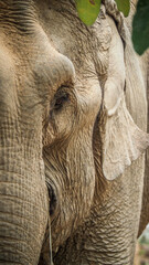 Asian elephants observed in Laos