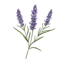 Aromatic Bliss: The Minimalist Lavender Sprig - Created with Generative AI Technology