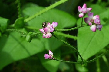 Persicaria senticosa flowers. Polygonaceae annual plants native to East Asia.Blooms from July to October with pink flowers and has small hard spines on the stems.